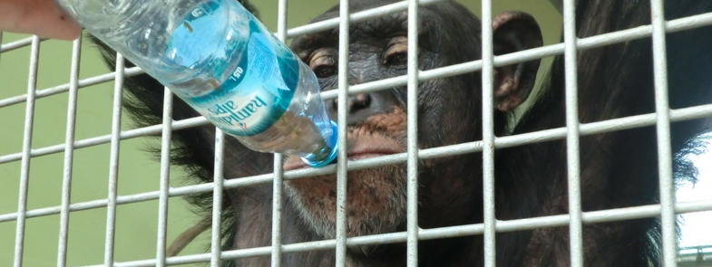 Stichting AAP - Mijn favoriete dag van de week Blog Thumbnail 785x295 | Rowena Goes Ape