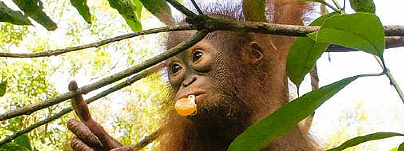 even bellen met Borneo | Rowena Goes Ape