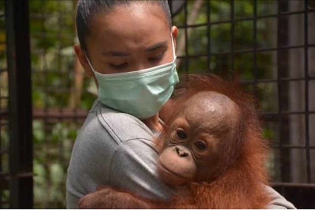 Schrijf Mee Voor Behoud Regenwoud Blog | Rowena Goes Ape (2)