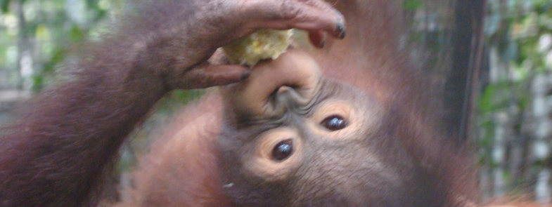 Orang-Oetan Profielen Gereed Blog | Rowena Goes Ape