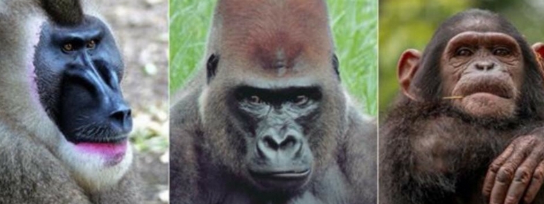 Limbe Wildlife Centre Blog Thumbnail 785x295 | Rowena Goes Ape