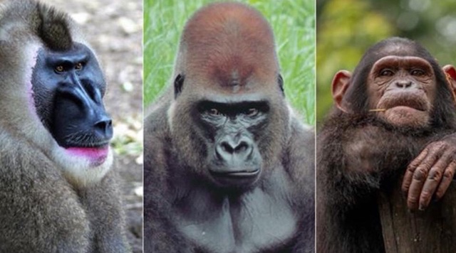 Koffers voor Kameroen Blog | Rowena Goes Ape (1)