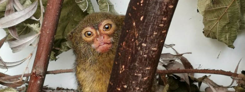 Exotische Zoogdiere AAP Blog Thumbnail 785x295 | Rowena Goes Ape