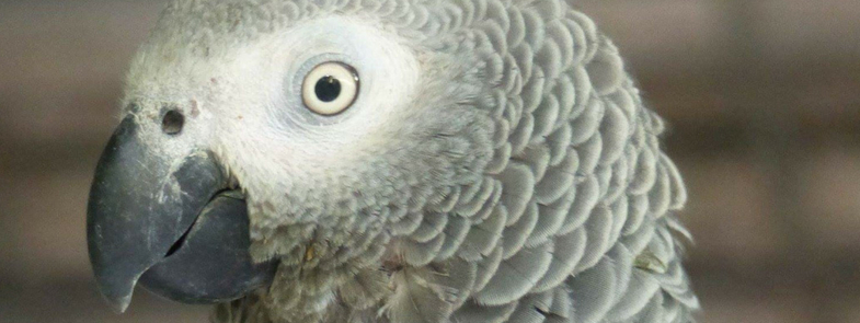 Afrikaanse Grijze Roodstaartpapegaaien Blog Thumbnail 785x295 | Rowena Goes Ape