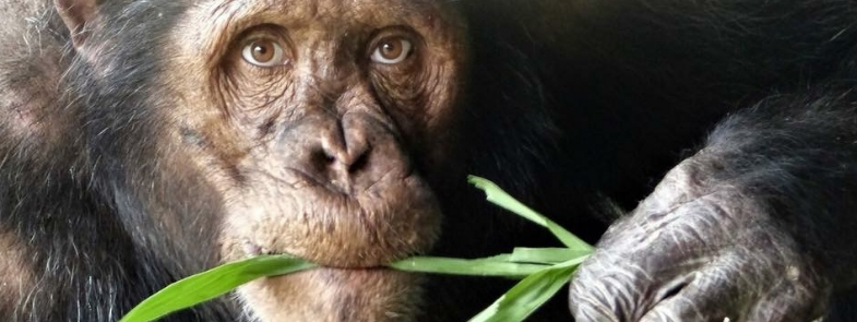 Chimpansee met Mensenogen Blog Thumbnail 785x295 | Rowena Goes Ape