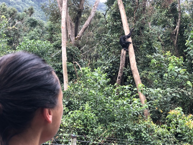 Chief Ouwe Dibbes Blog | Rowena Goes Ape (5)