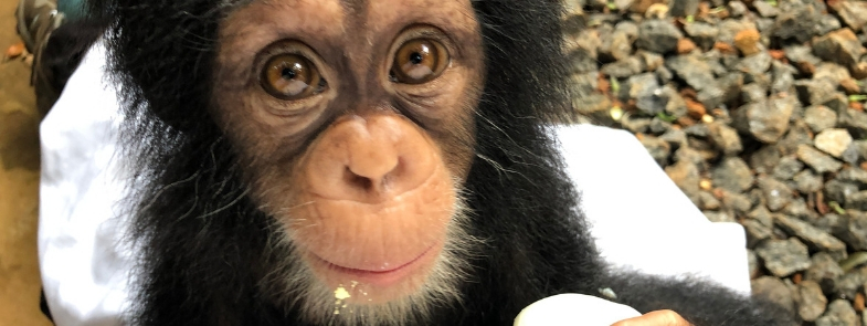 FIFO Blog Thumbnail 785x295 | Rowena Goes Ape