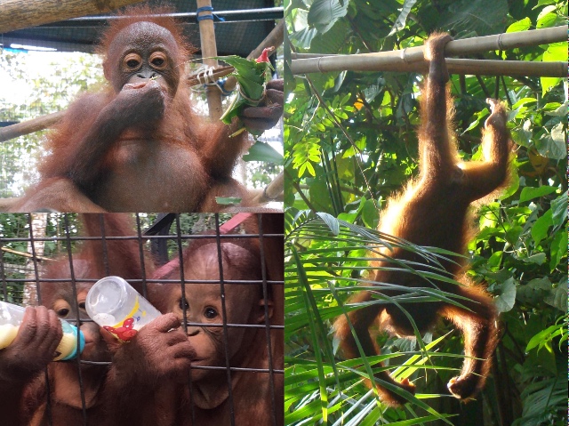 Project Borneo Orang-Oetans Deel 1 (8) | Rowena Goes Ape