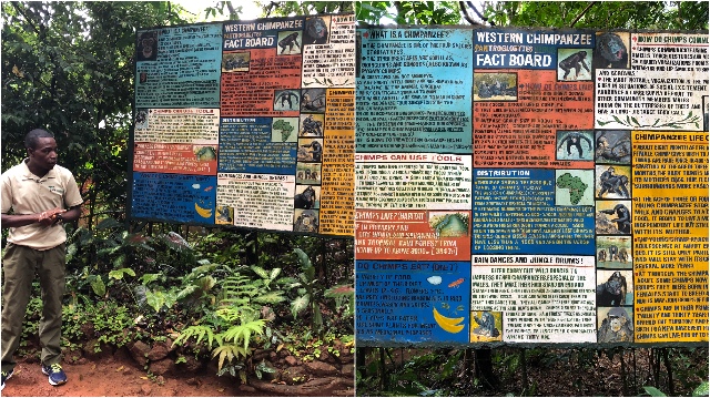Terug Limbe Kameroen Blog | Rowena Goes Ape (6-8)