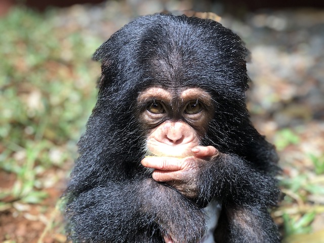 Chimpansee Symbool Sierra Leone Blog | Rowena Goes Ape (1)