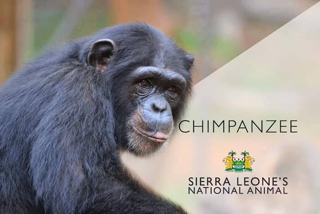 Chimpansee Symbool Sierra Leone Blog | Rowena Goes Ape (2)