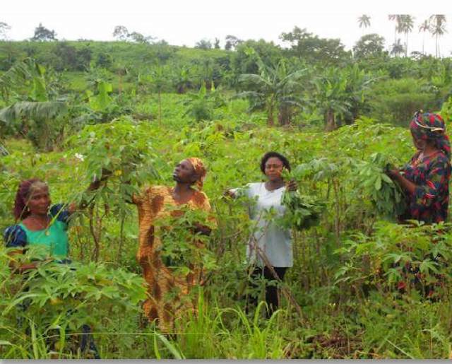 Limbe Wildlife op de valreep Blog | Rowena Goes Ape (1)