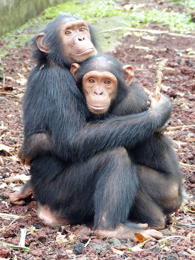 Limbe Wildlife op de valreep Blog | Rowena Goes Ape (4B)