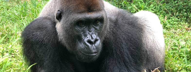 Limbe Kameroen April 2019 Blog Thumbnail 785x295 | Rowena Goes Ape