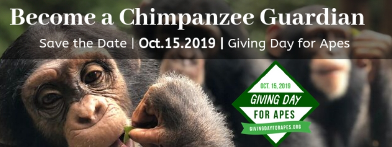 Tacugama Giving Day for Apes 2019 Blog Thumbnail 785x295 | Rowena Goes Ape