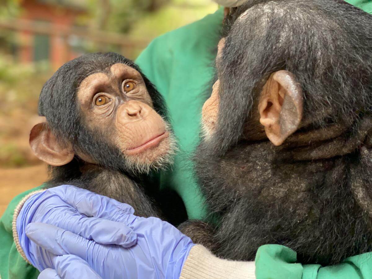 animalstoday-chimpansee-baby-tacugama-geruststellen-Rowena Goes Ape (5)