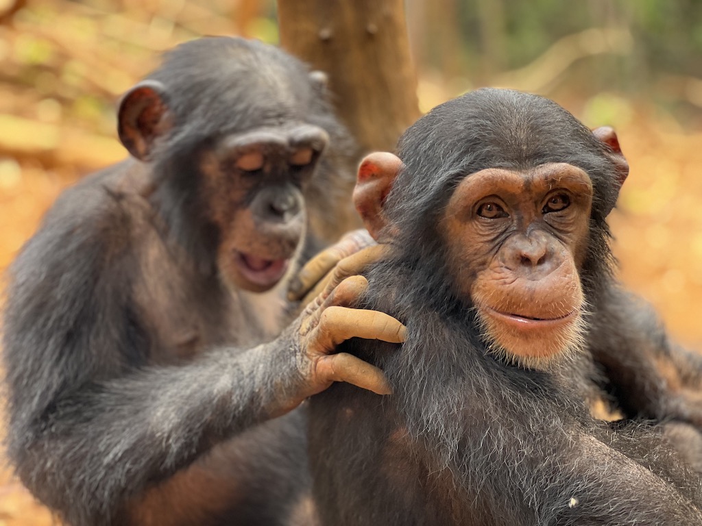 Chimpanseecultuur Blog | Rowena Goes Ape (1)