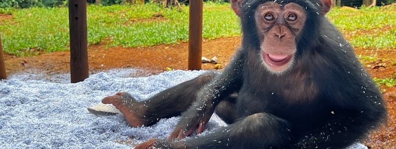 Kerst Pret Chimpansees Blog Thumbnail 785x295 | Rowena Goes Ape