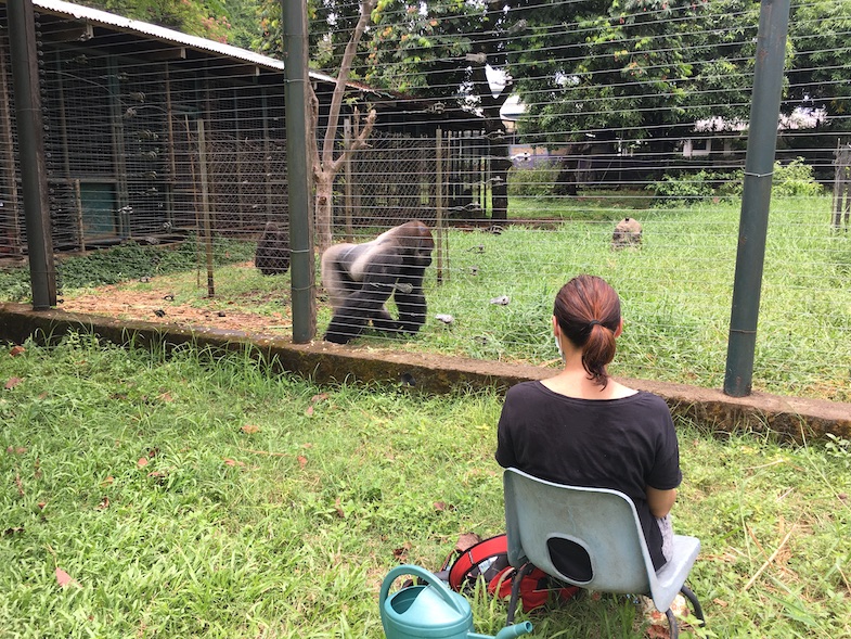6 redenen waarom vrijwilligerswerk in het buitenland zo leuk is - Blog | Rowena Goes Ape (1)