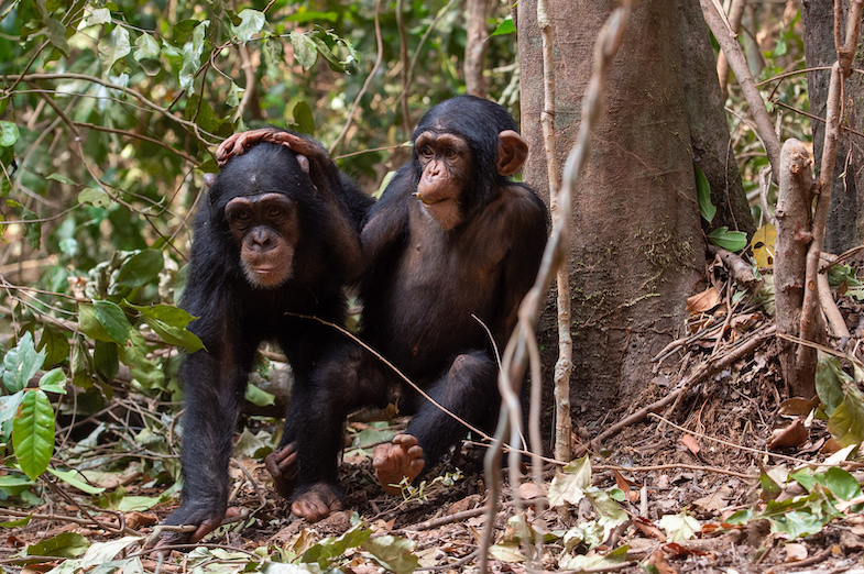 6 redenen waarom vrijwilligerswerk in het buitenland zo leuk is - Blog | Rowena Goes Ape (5)