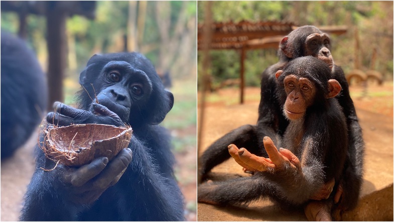 Spreek jij ook Chimpansee Blog | Rowena Goes Ape