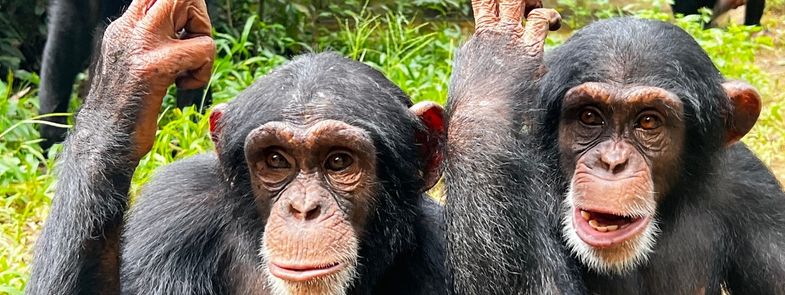 Spreek jij ook Chimpansee Blog Thumbnail 785x295 | Rowena Goes Ape