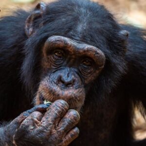 Go-Ape Adopties 1000x1000 - Mortes-Feature