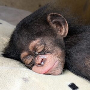 Adopteer Stacey
