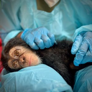 Help Baby Chimpansees te Redden (1)