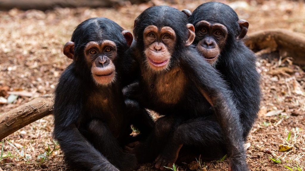 drie jonge geredde chimpansees in Tacugama
