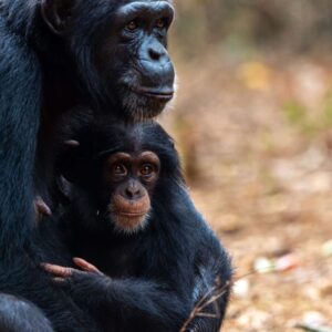 Adoptie Somebody en Someone